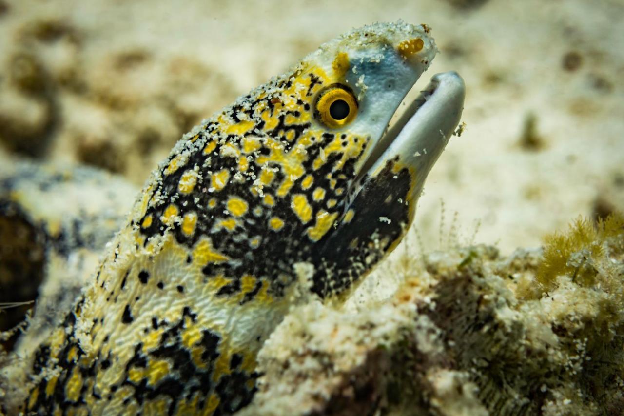 Forra Dive Resort Sunrise Koh Lipe Luaran gambar